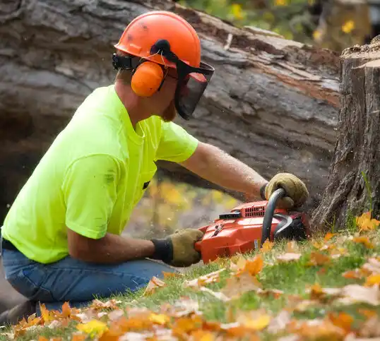 tree services Ayden